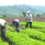 Sunafil: Trabajadores agrarios deben tener condiciones mínimas de seguridad y salud para hacer sus labores